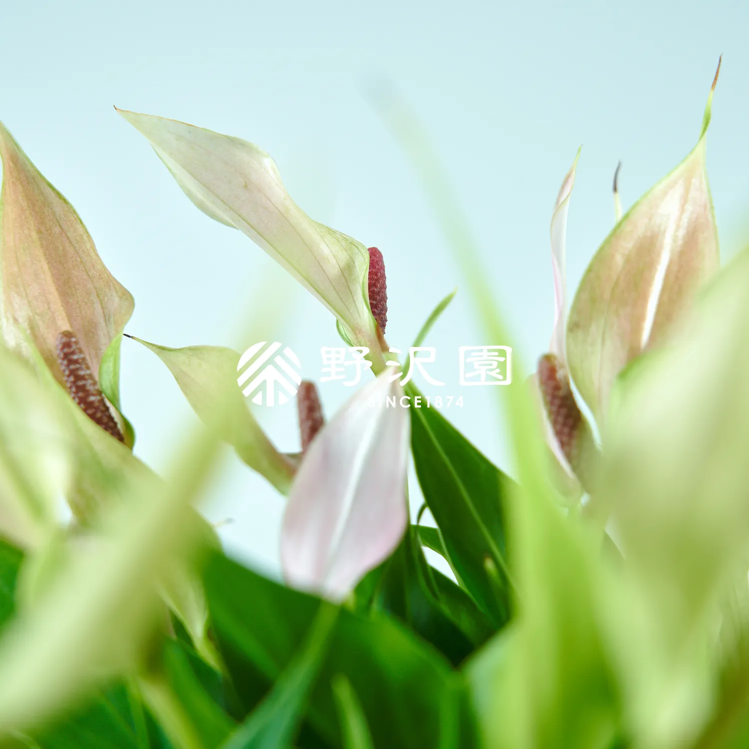 アンスリウム・リリー