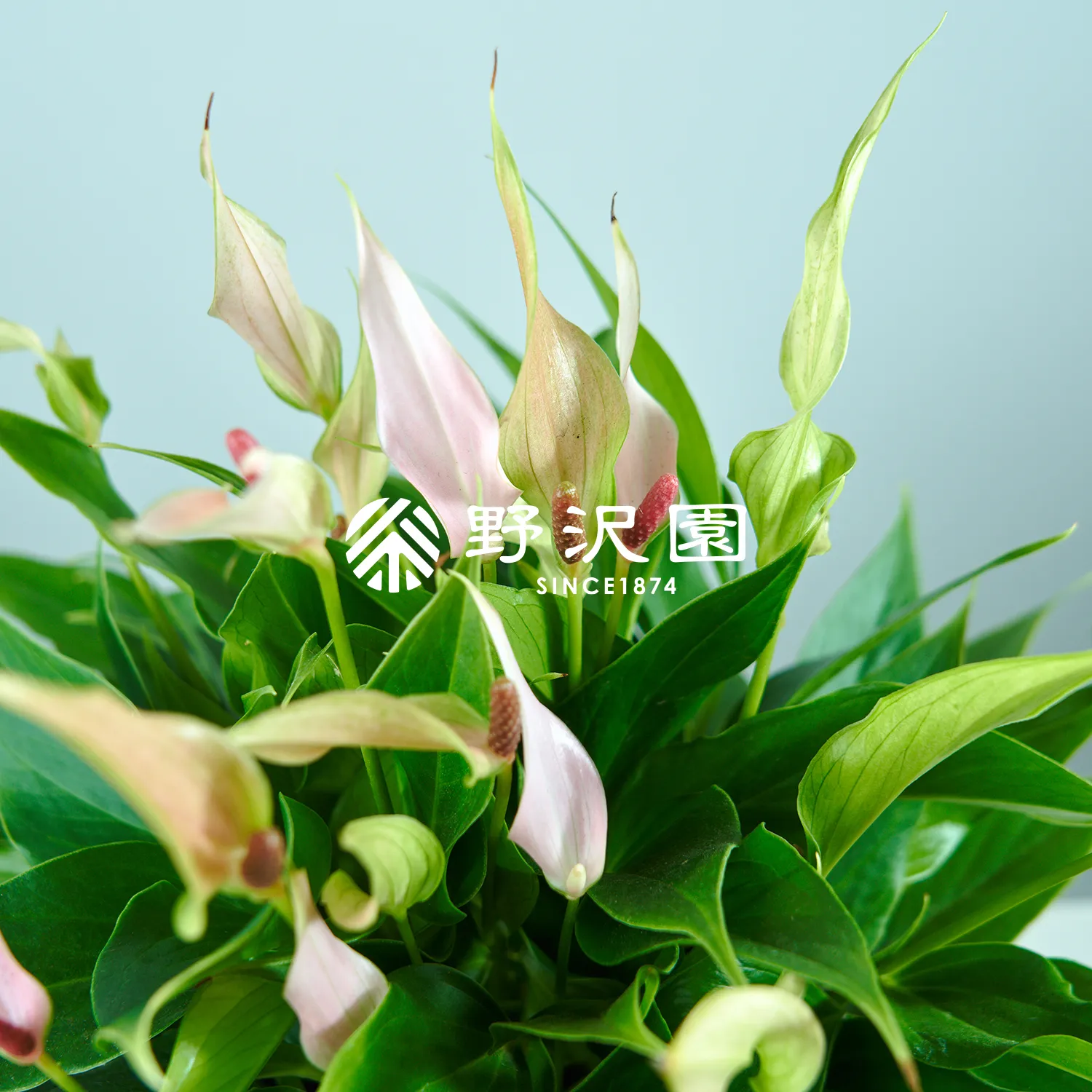 アンスリウム・リリー