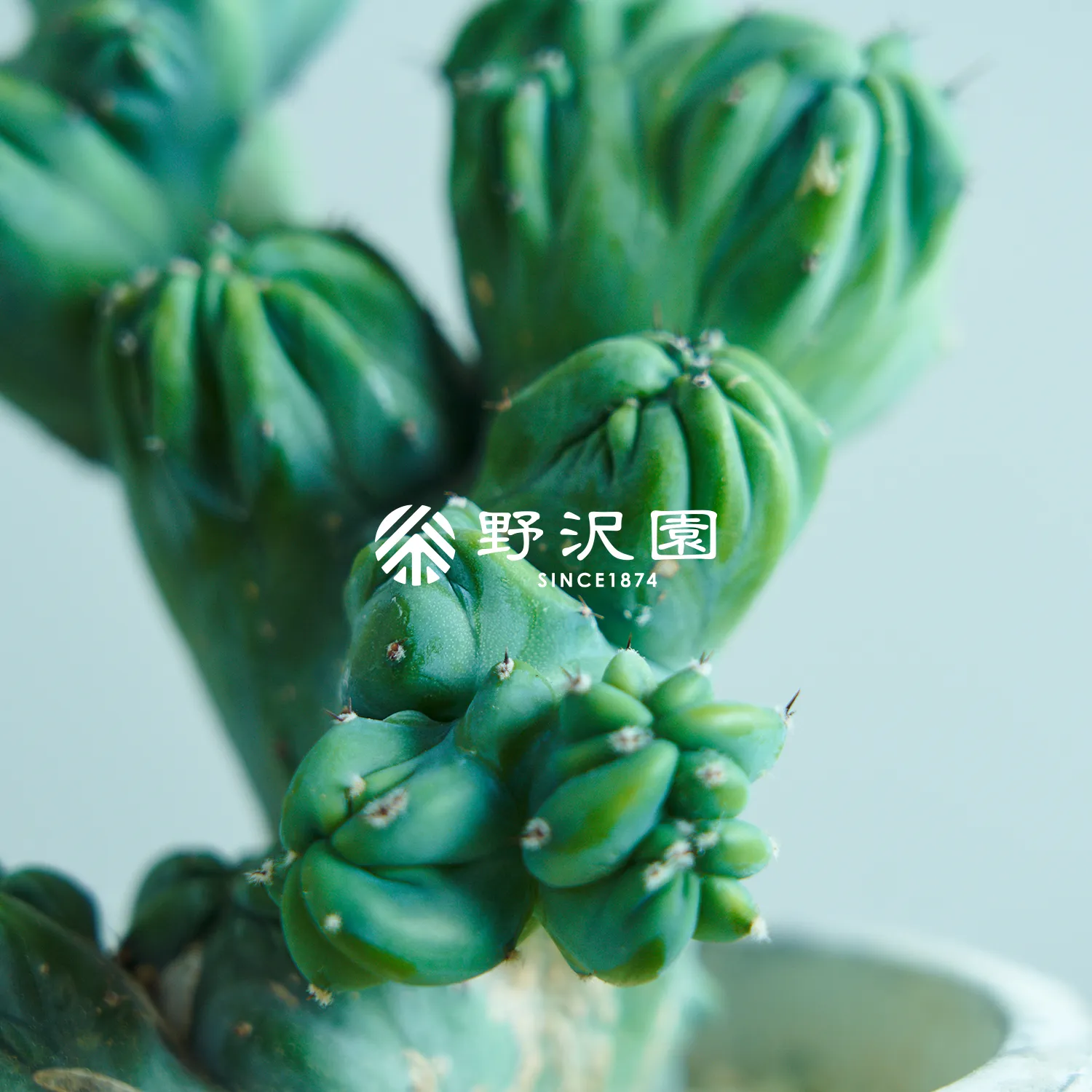 ミルティロカクタス