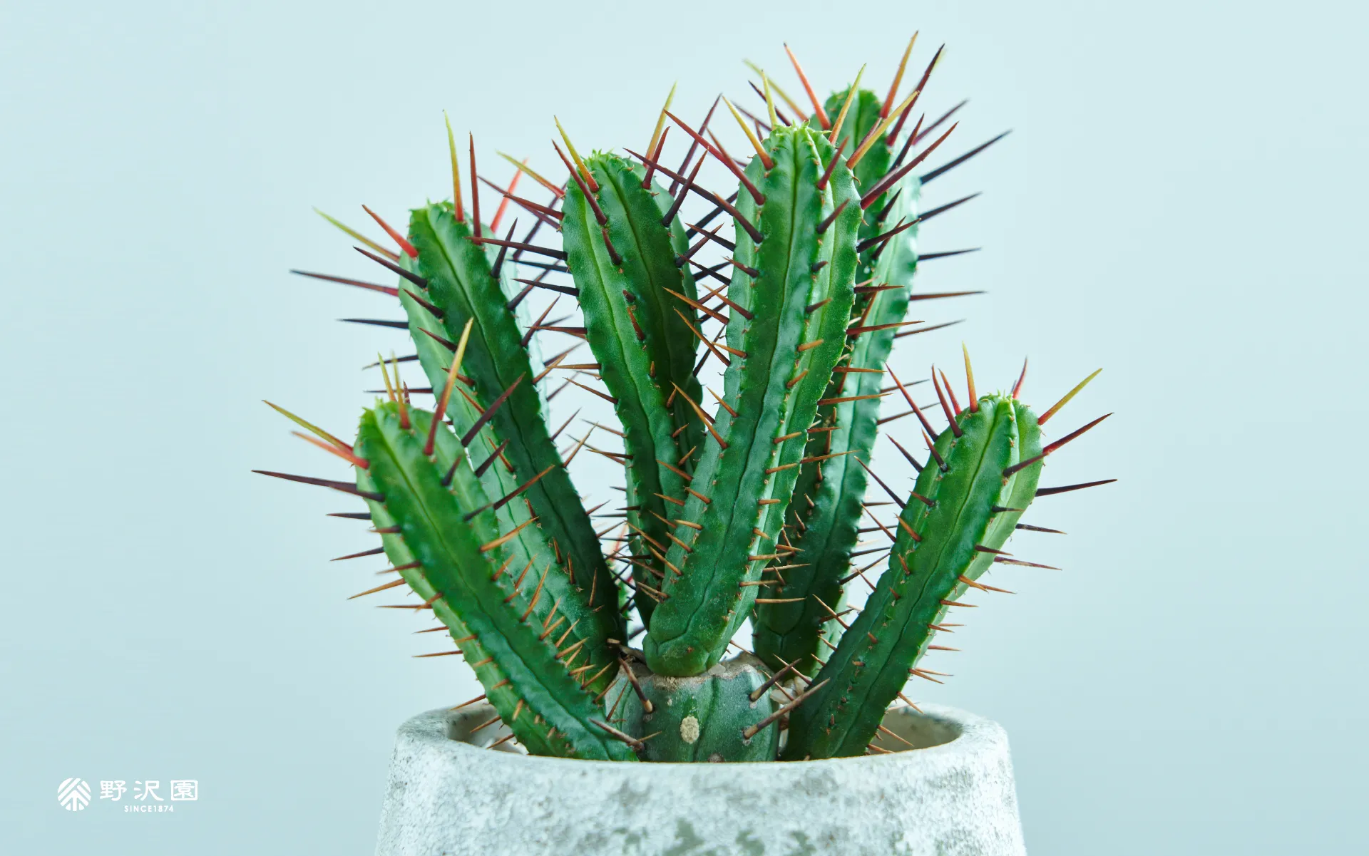 野沢園植物カレンダー2025年9月分