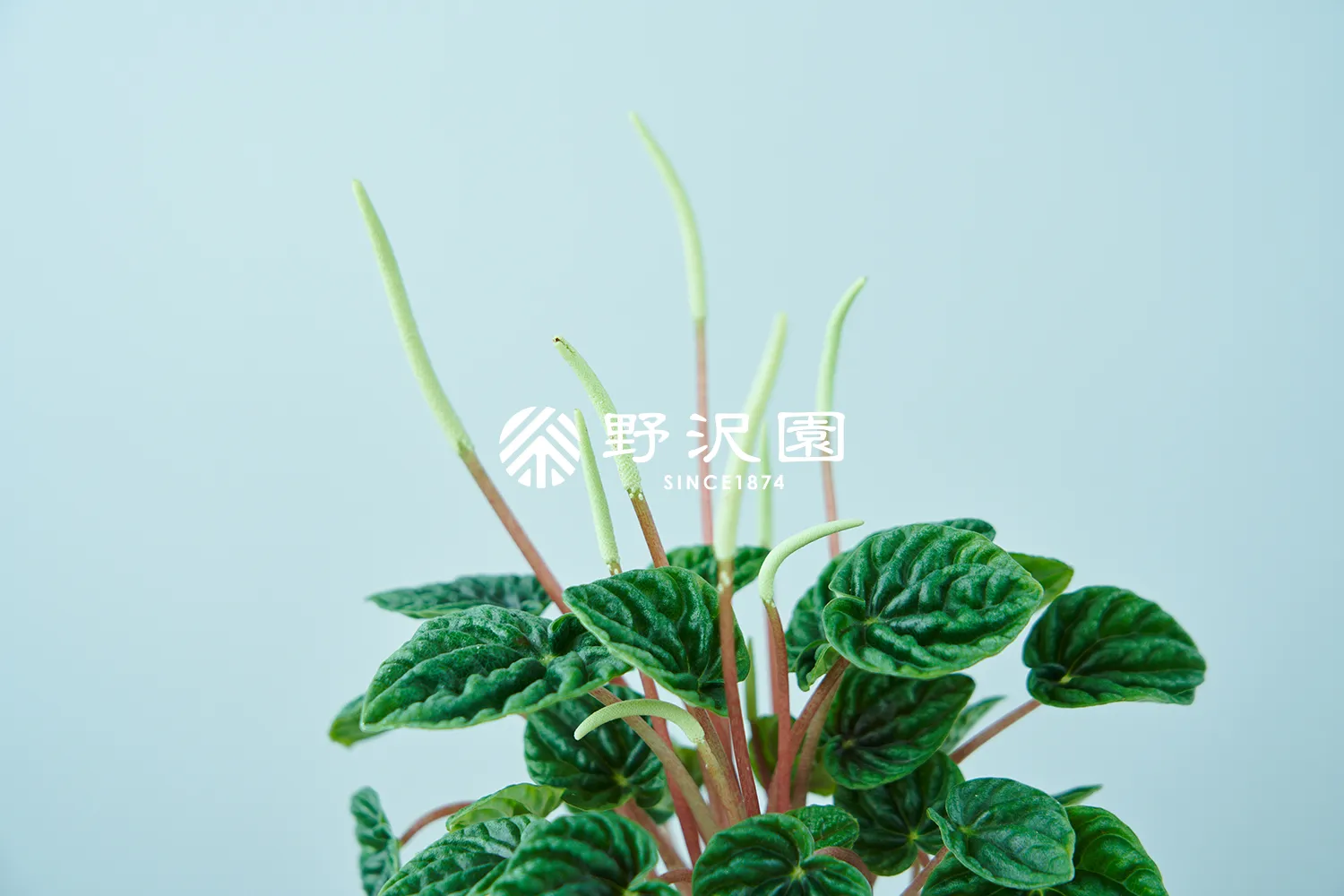 ペペロミア・カペラータ