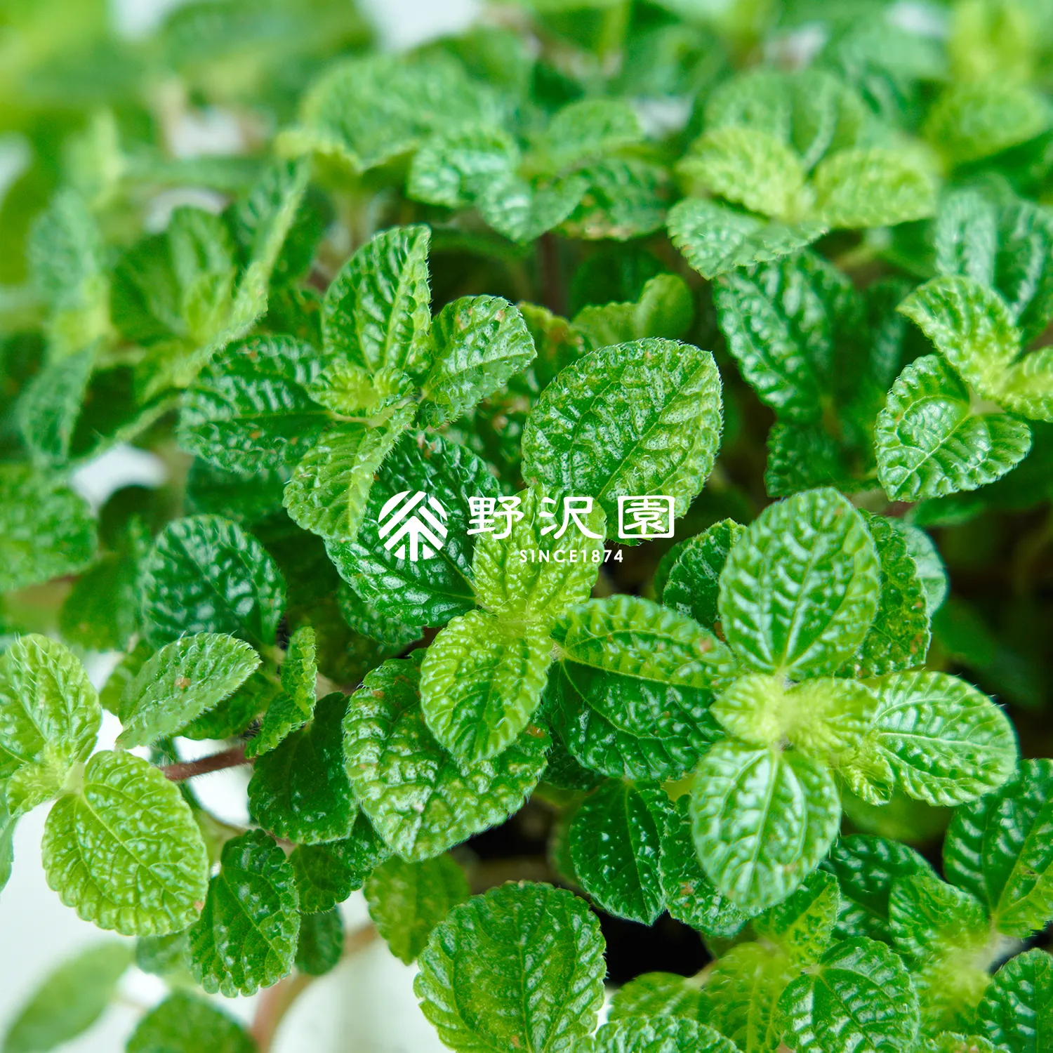 ピレア・ヌムラリフォリア