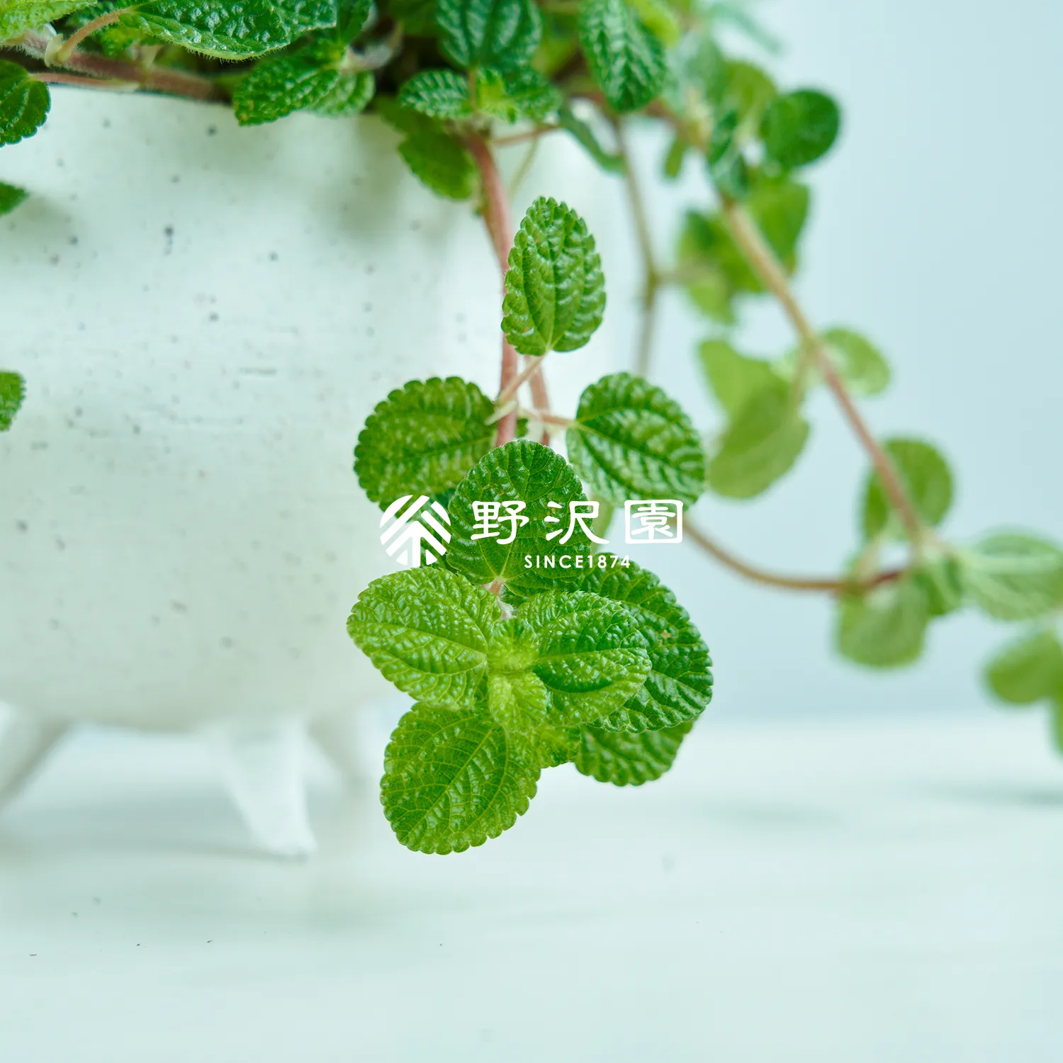 ピレア・ヌムラリフォリア