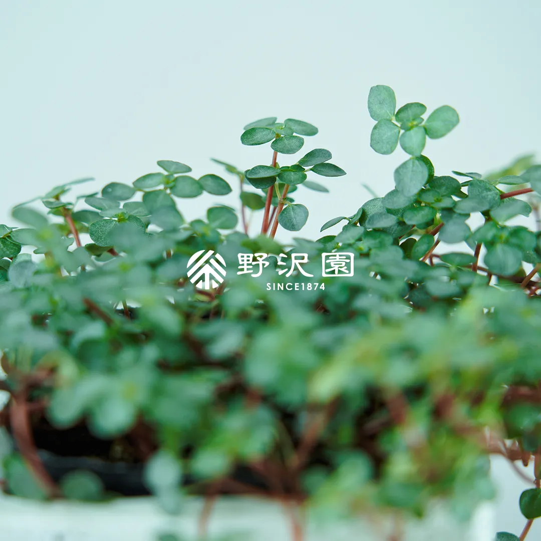 ピレア・グラウカ・グレイシー