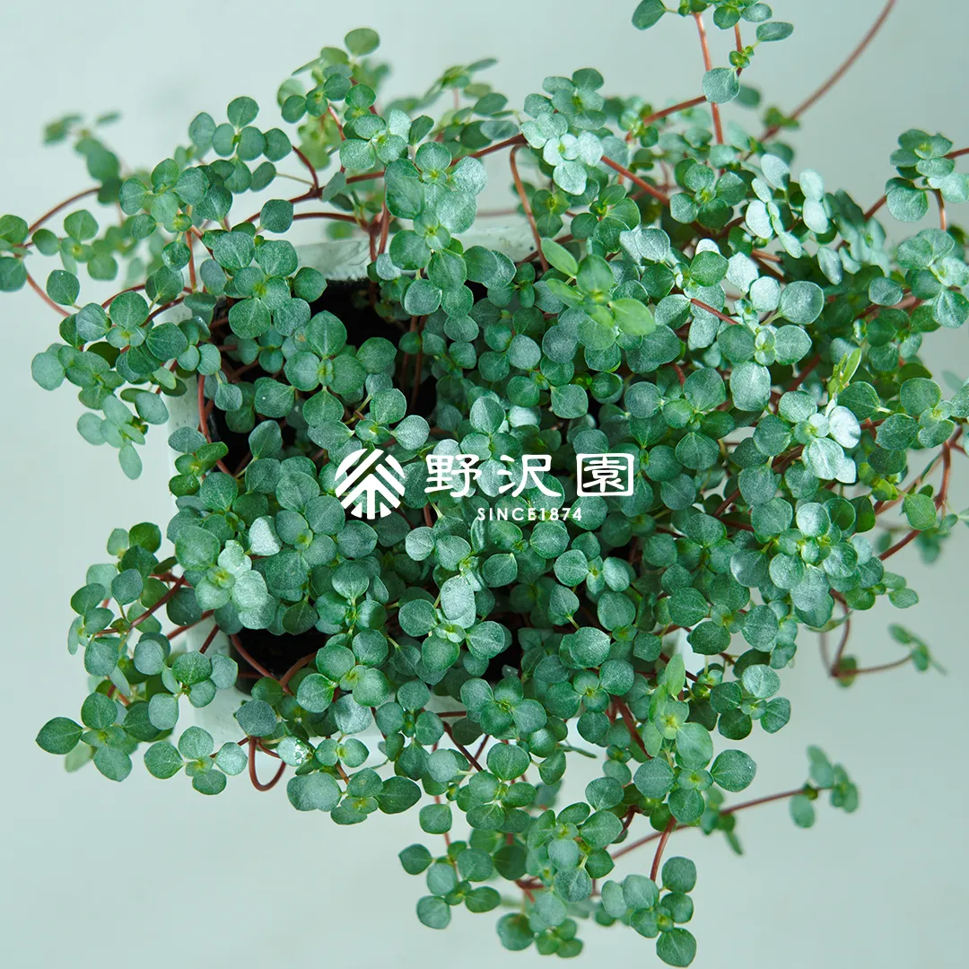 ピレア・グラウカ・グレイシー