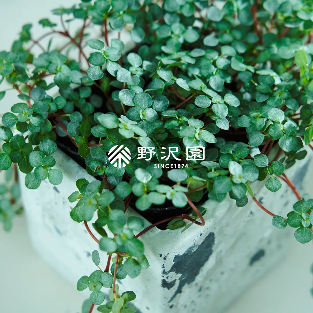 ピレア・グラウカ・グレイシー