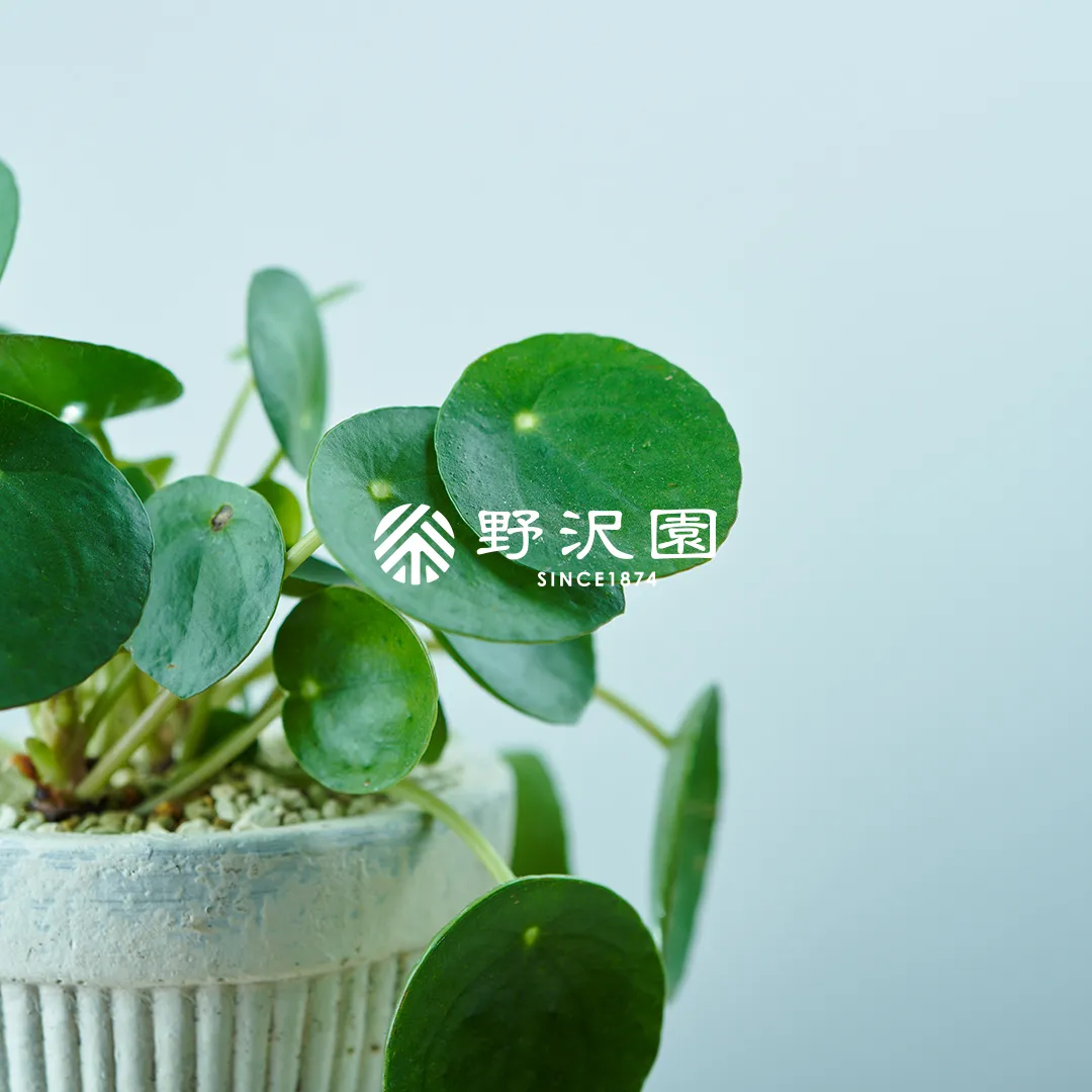 ピレア・ぺぺロミオイデス