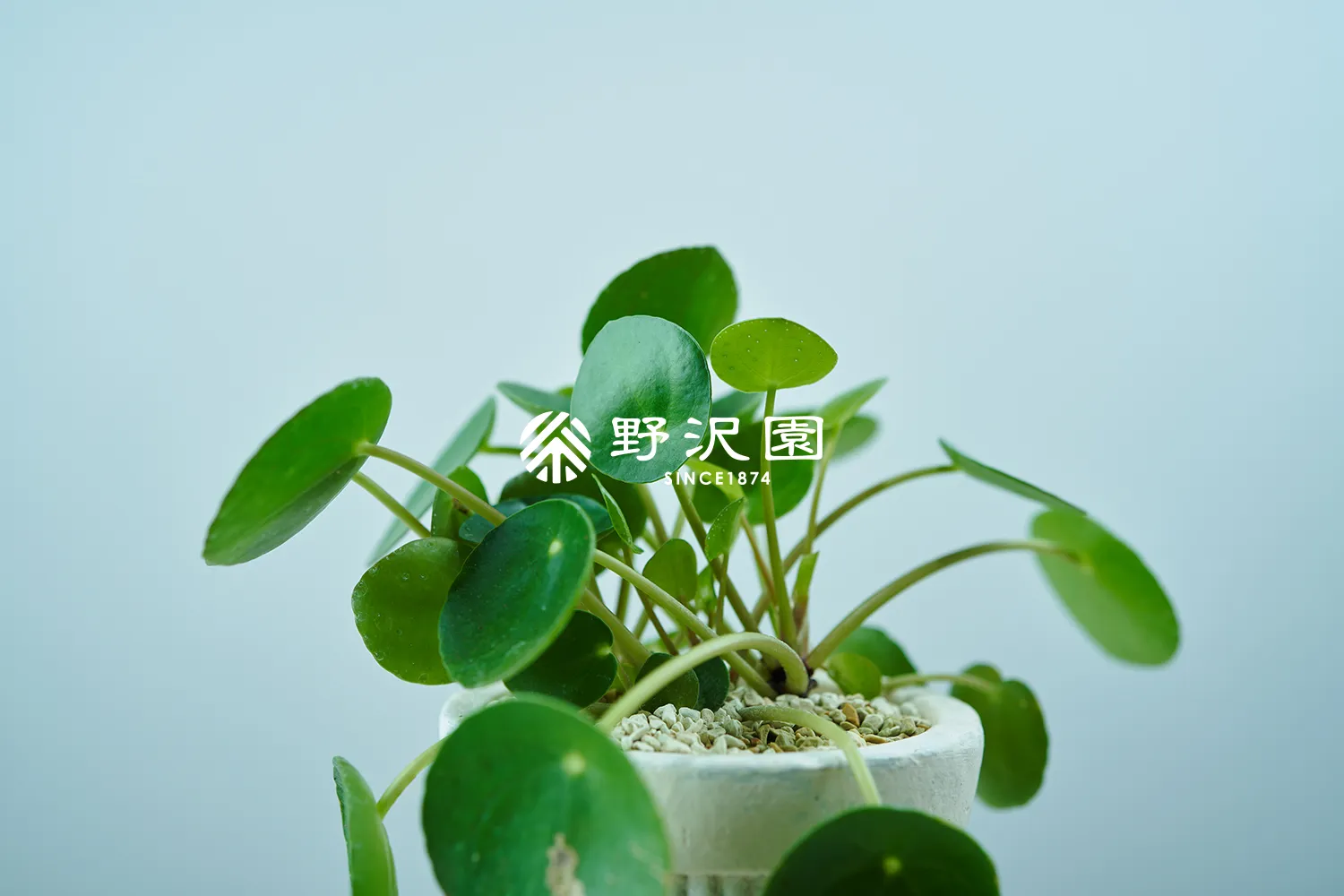 ピレア・ぺぺロミオイデス