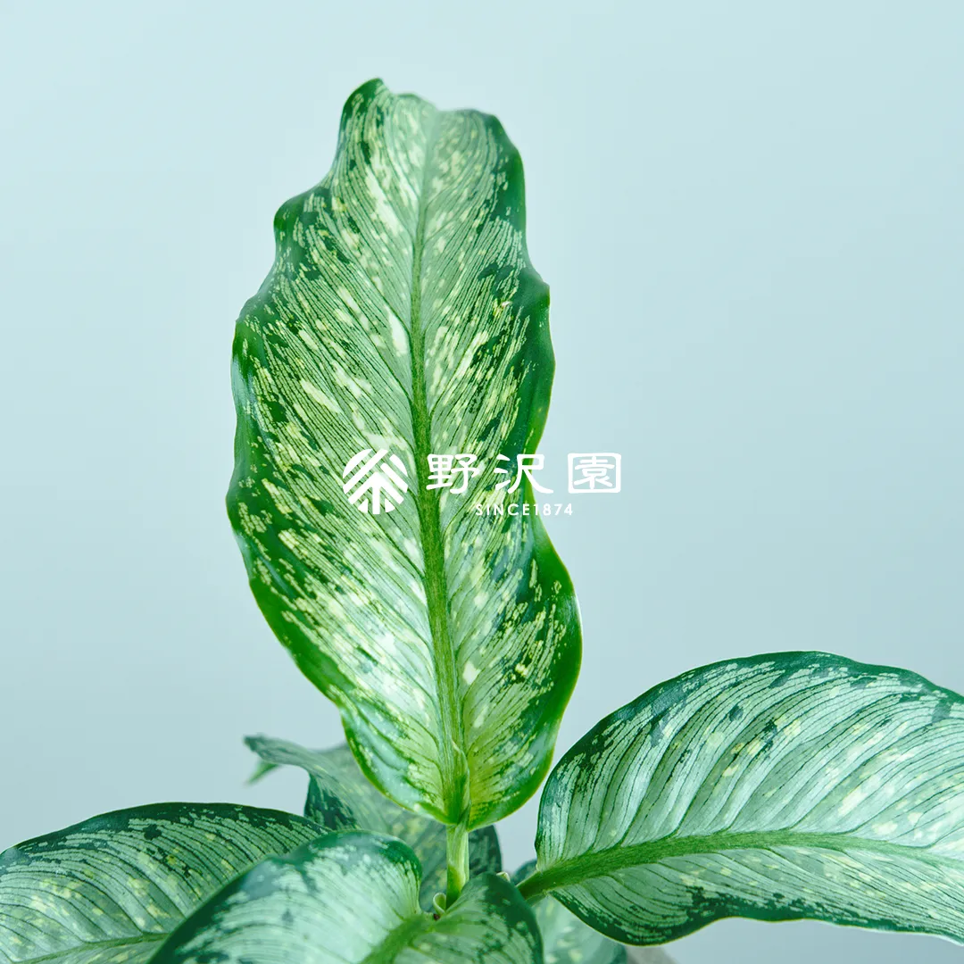 ディフェンバキア・ティキ