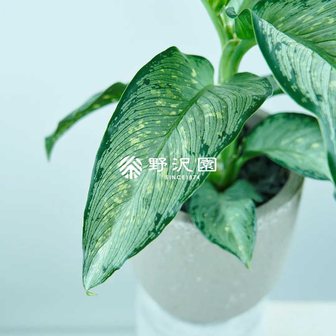 ディフェンバキア・ティキ