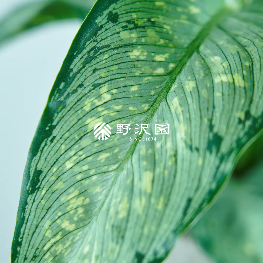 ディフェンバキア・ティキ