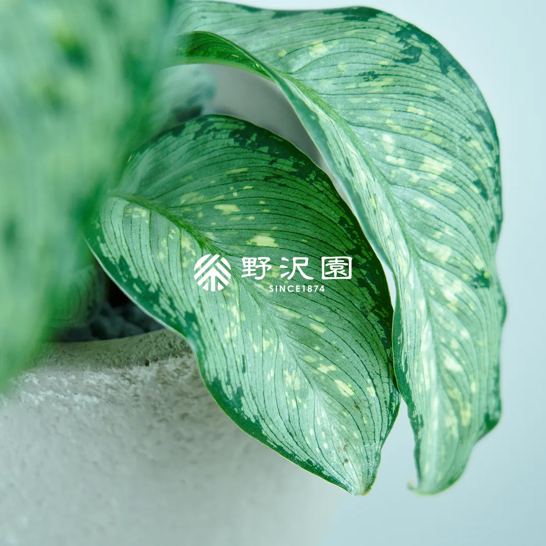 ディフェンバキア・ティキ