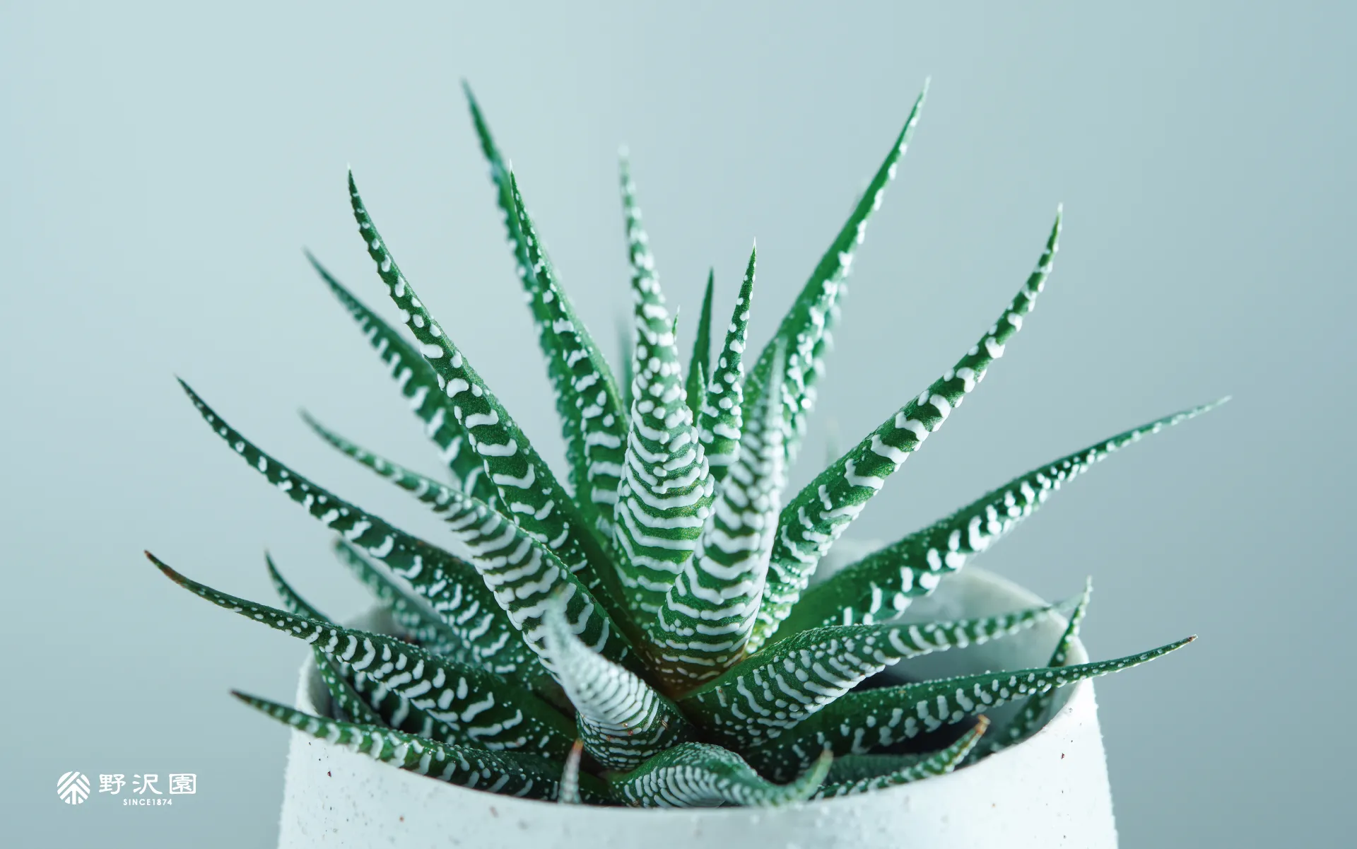 野沢園植物カレンダー2025年12月分