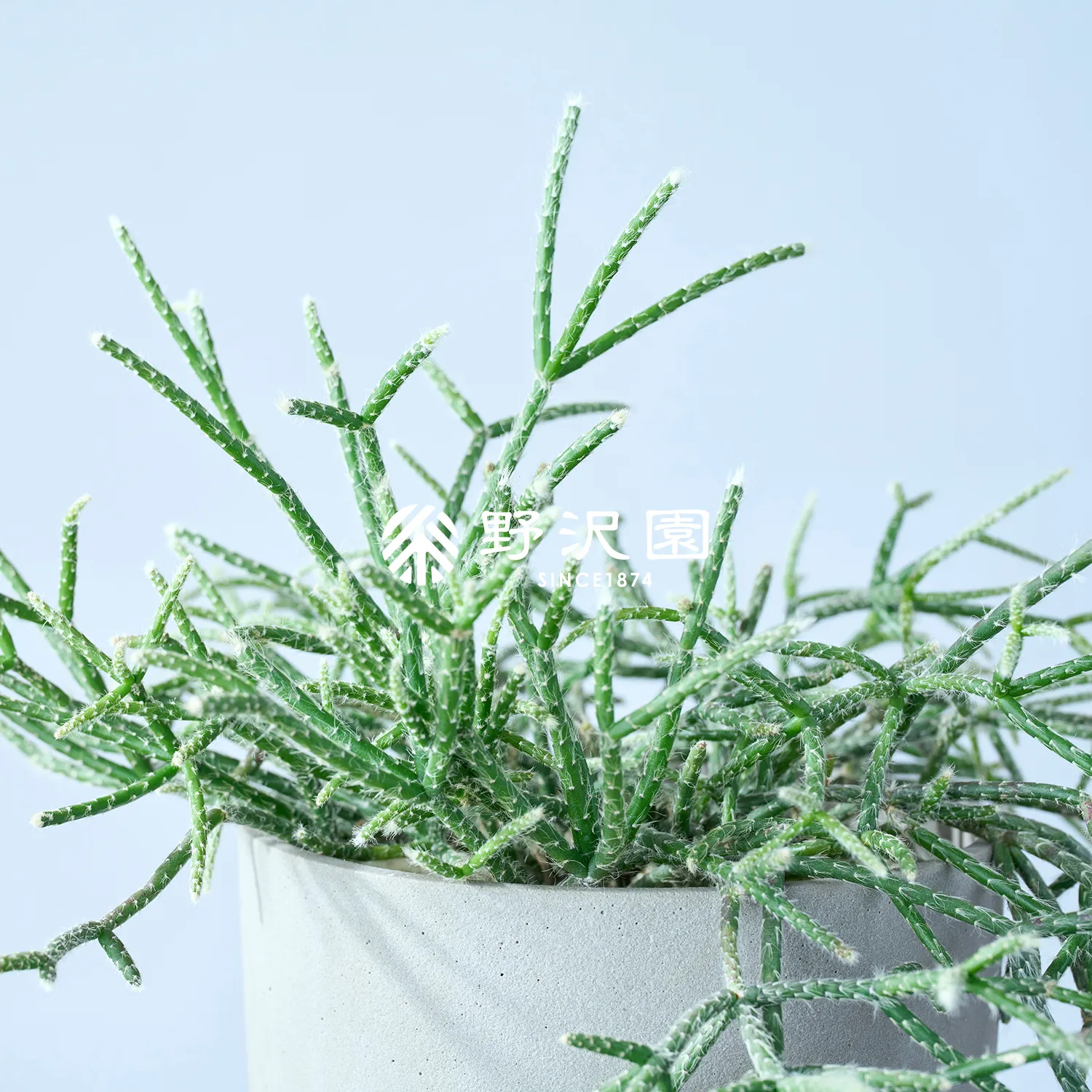 リプサリス・ピロカルパ