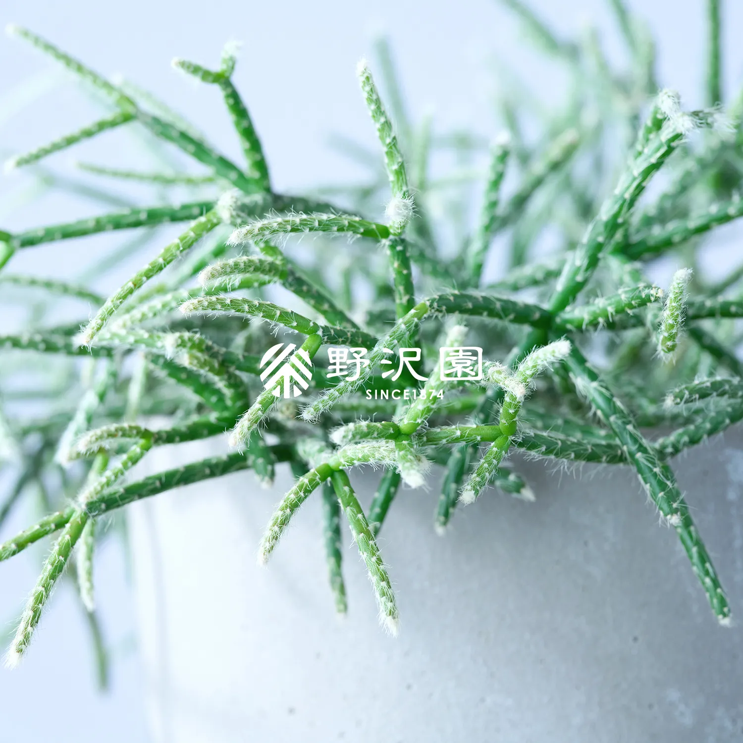 リプサリス・ピロカルパ