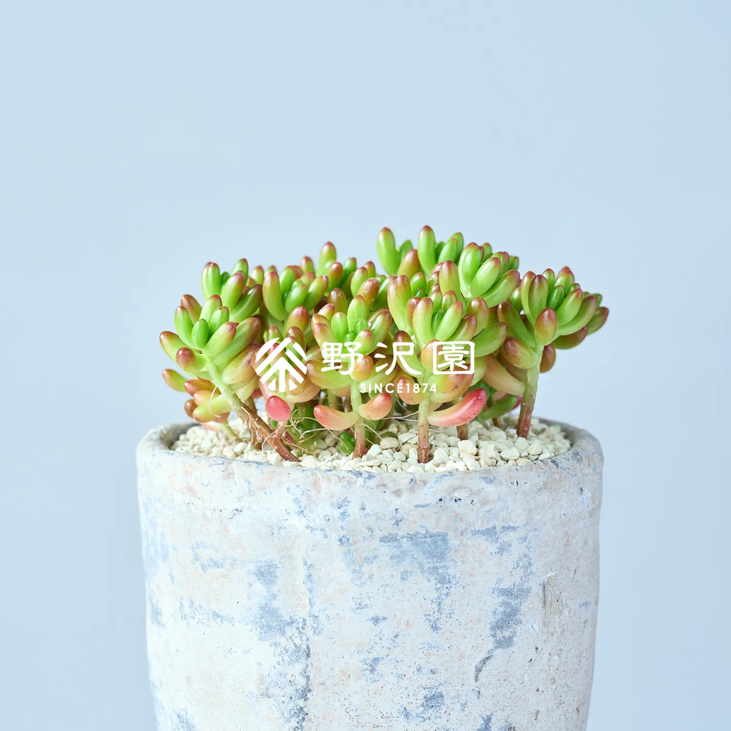 ニジノタマ（虹の玉）