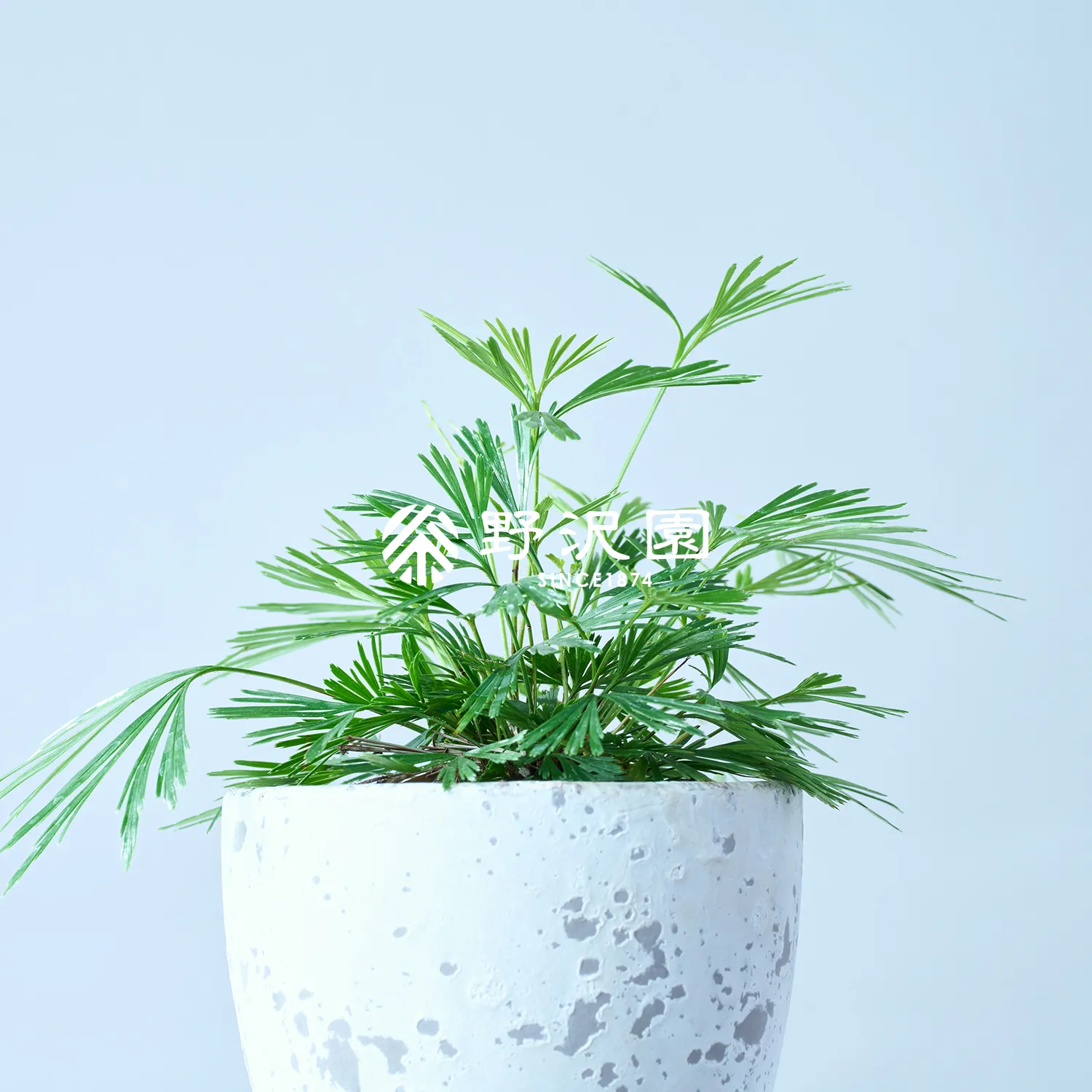 アクティニオプテリス・オーストラリス