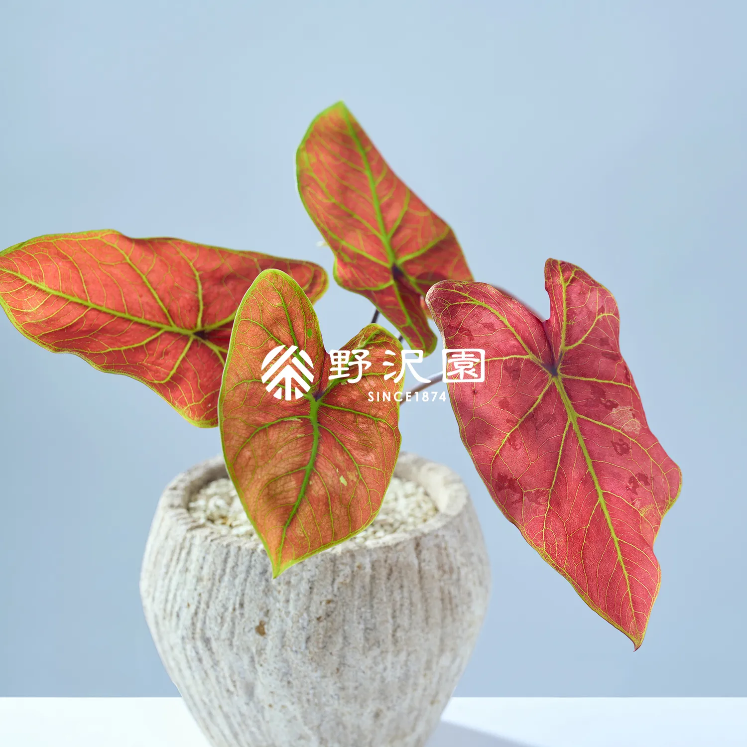 カラジウム・ニューウェーブ