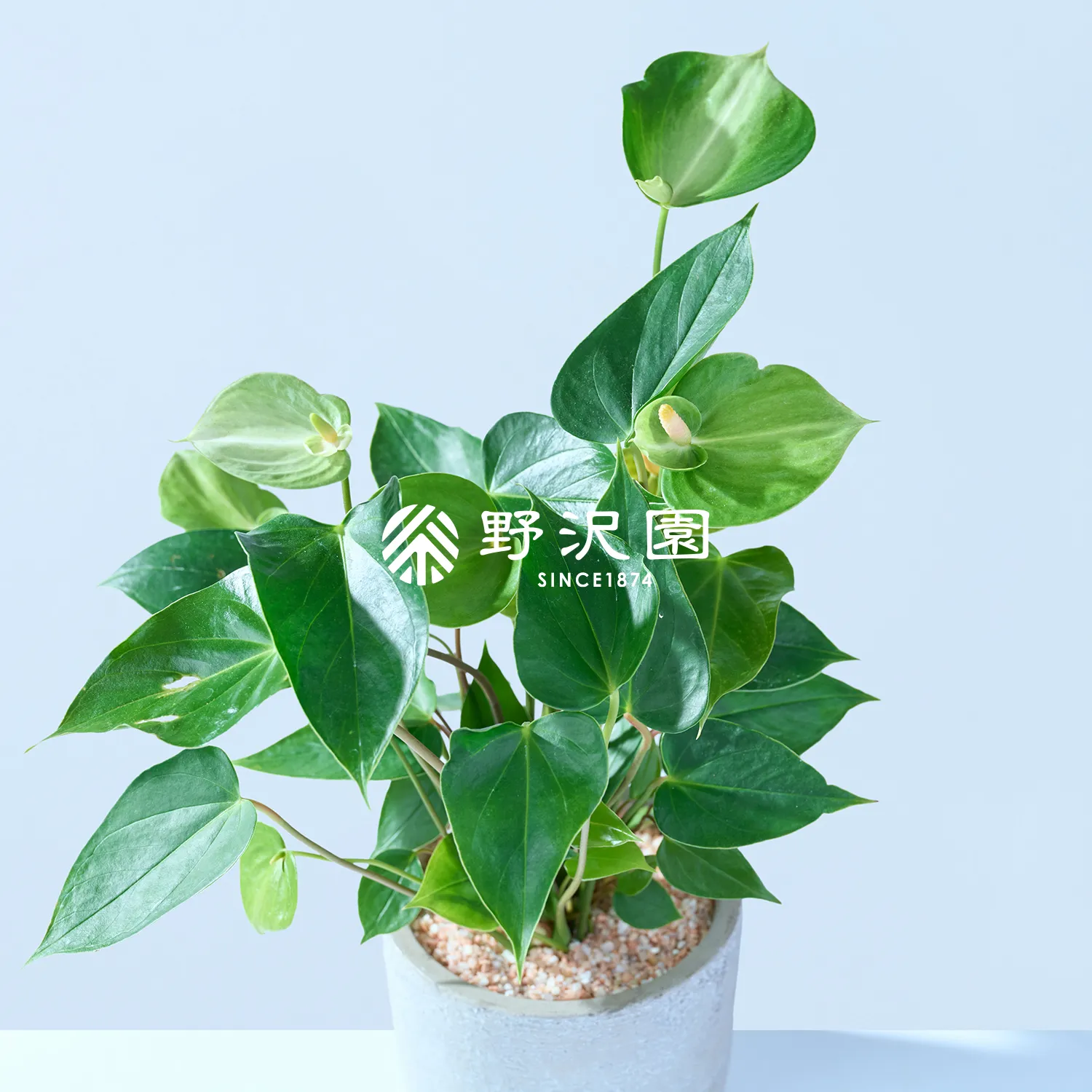 アンスリウム・グリーン