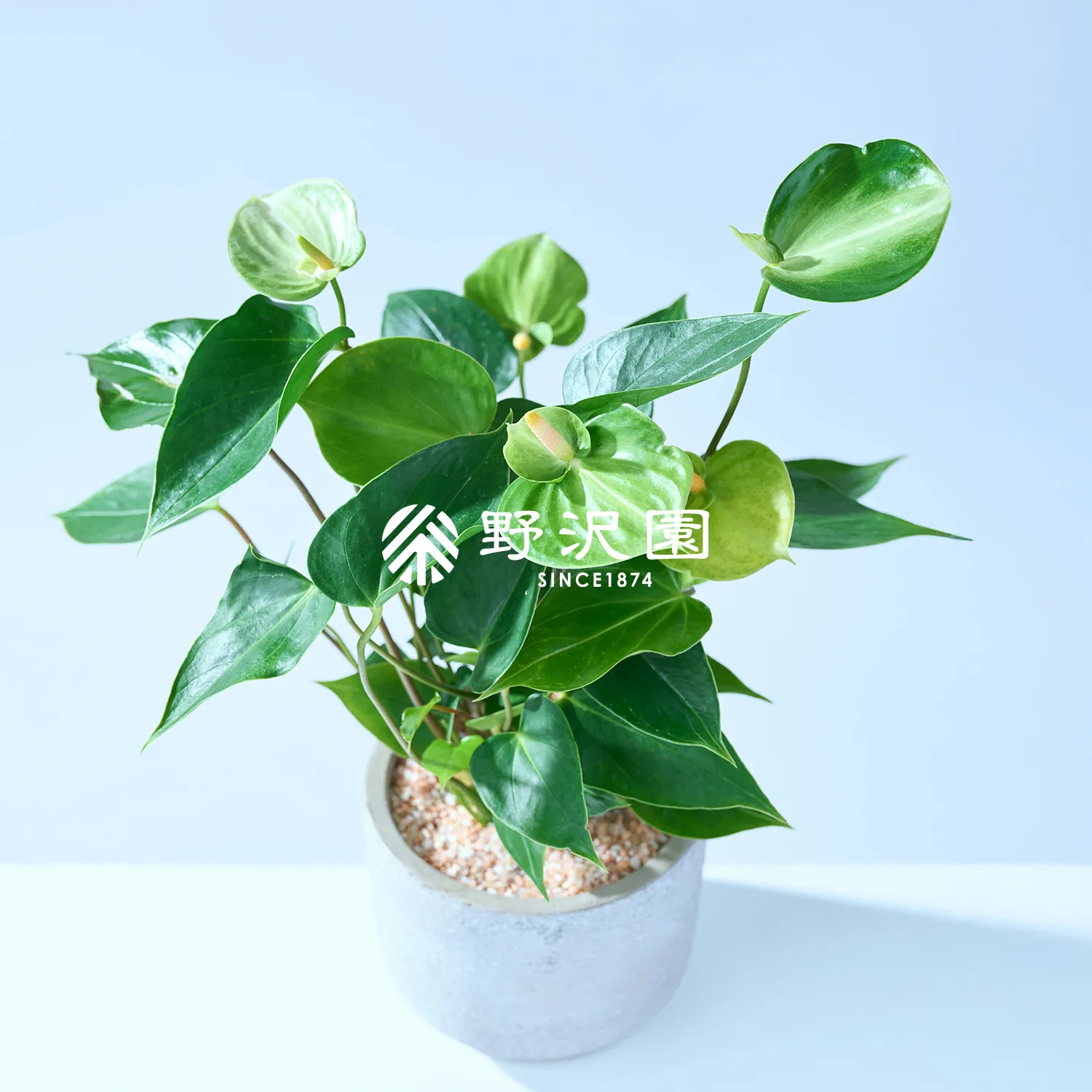 アンスリウム・グリーン