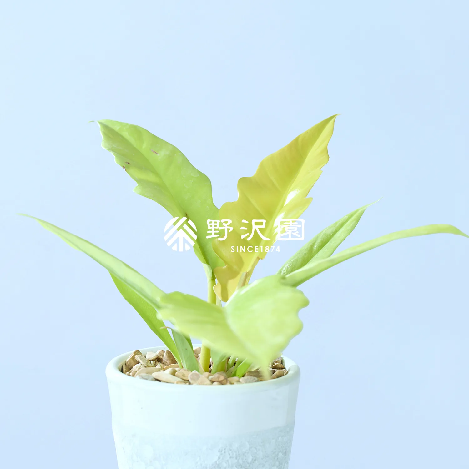 フィロデンドロン・ゴールデンクロコダイル