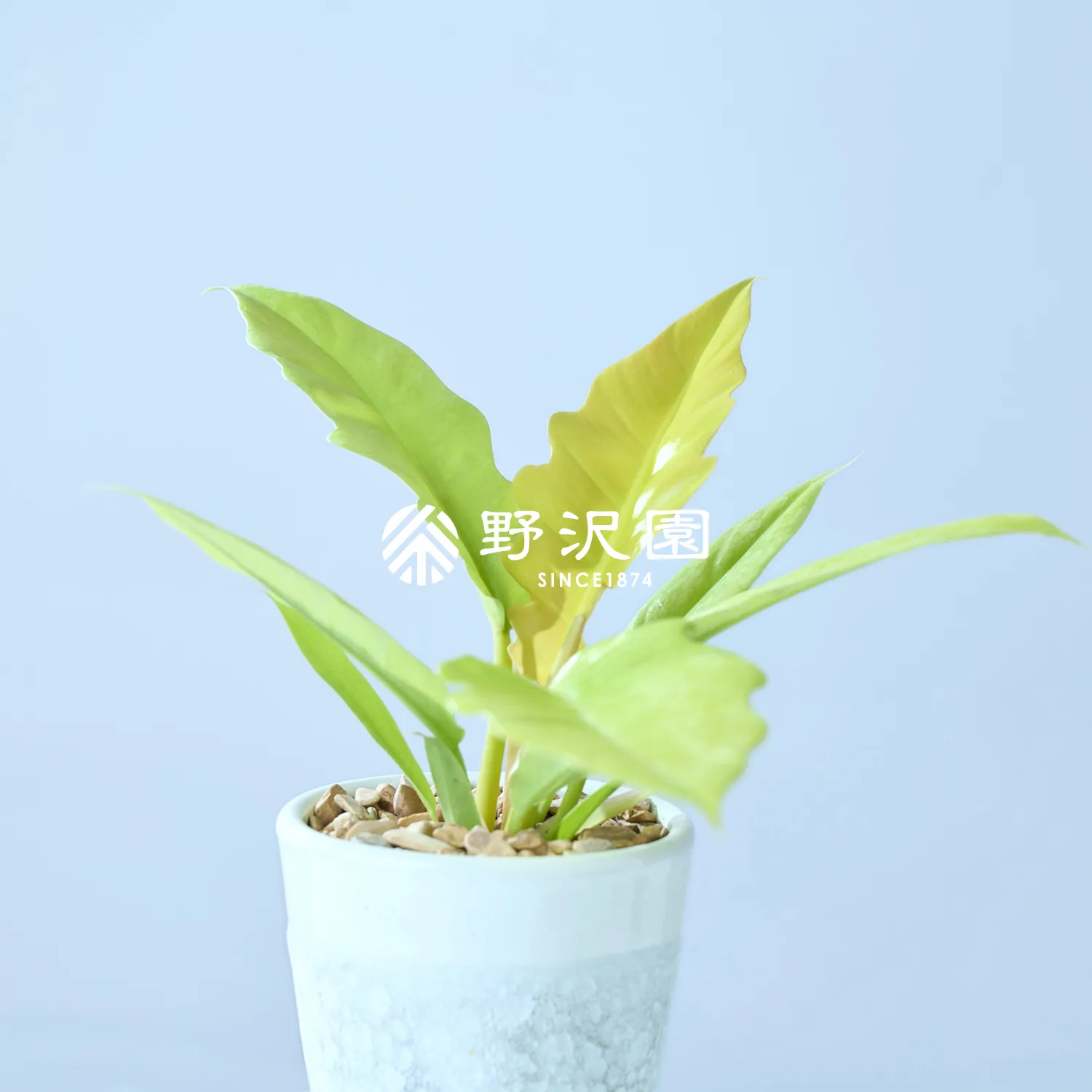 フィロデンドロン・ゴールデンクロコダイル