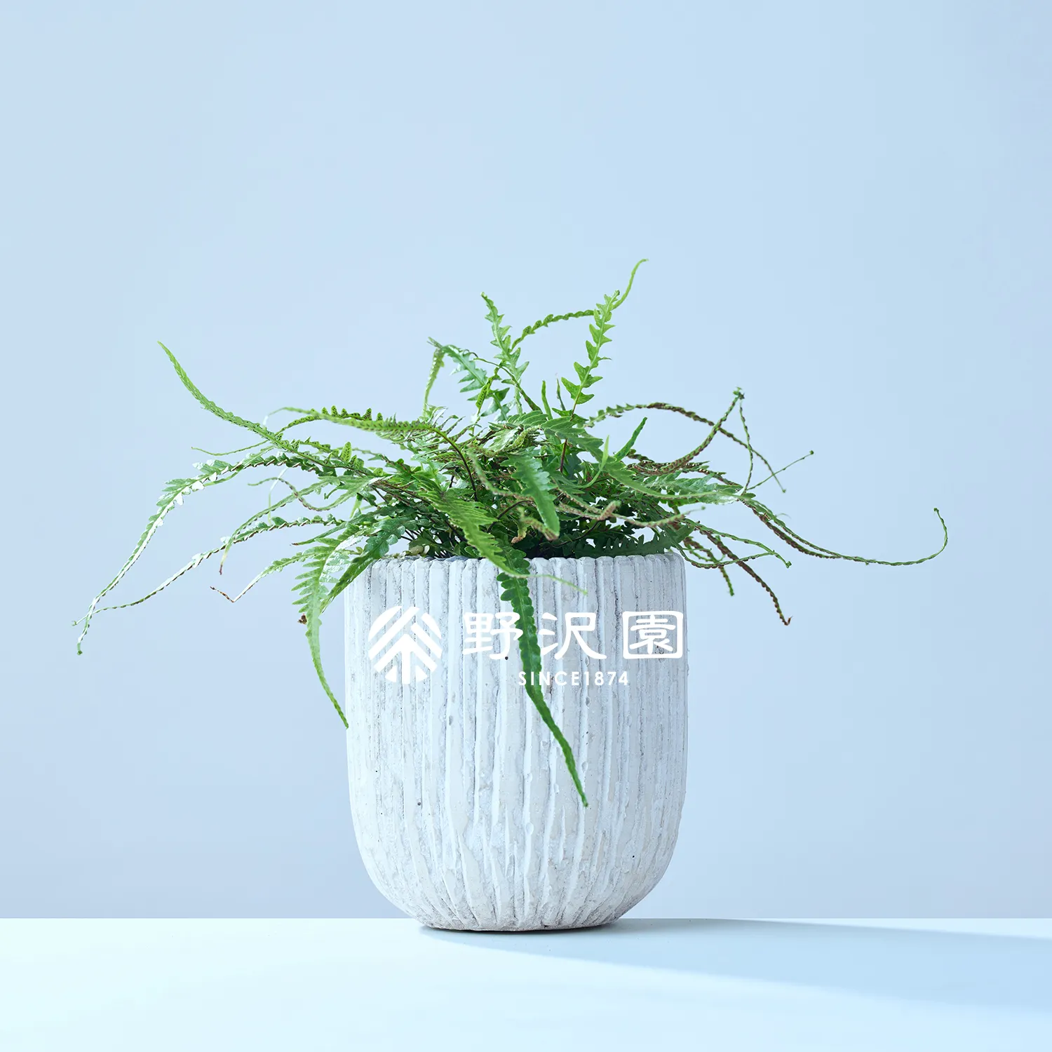 アスプレニウム・エベノイデス