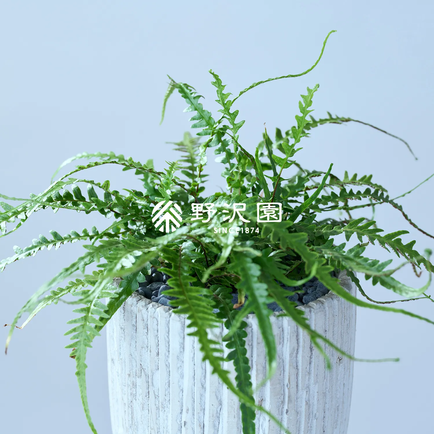 アスプレニウム・エベノイデス