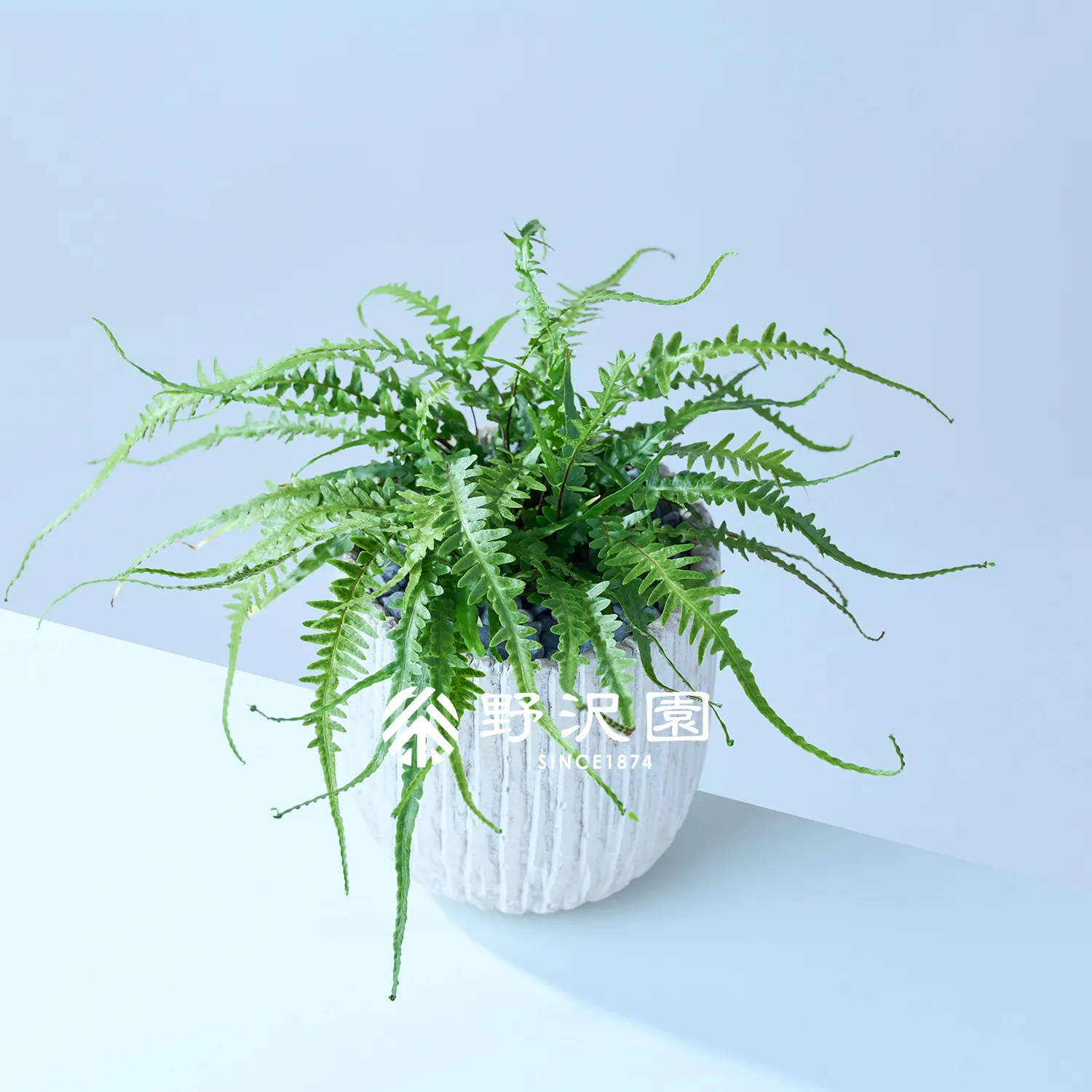 アスプレニウム・エベノイデス