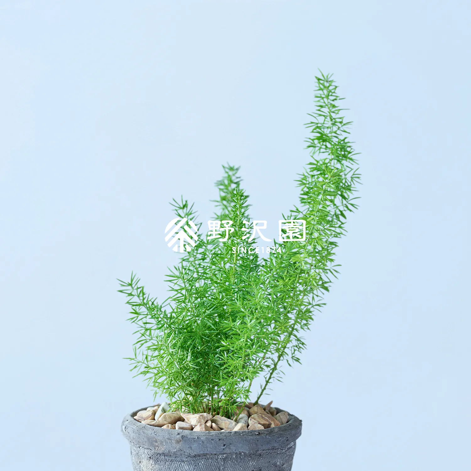 アスパラガス・メイリー