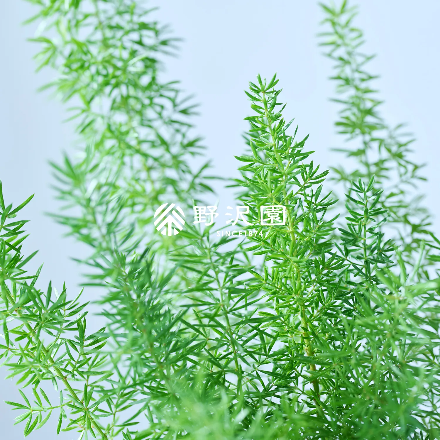 アスパラガス・メイリー