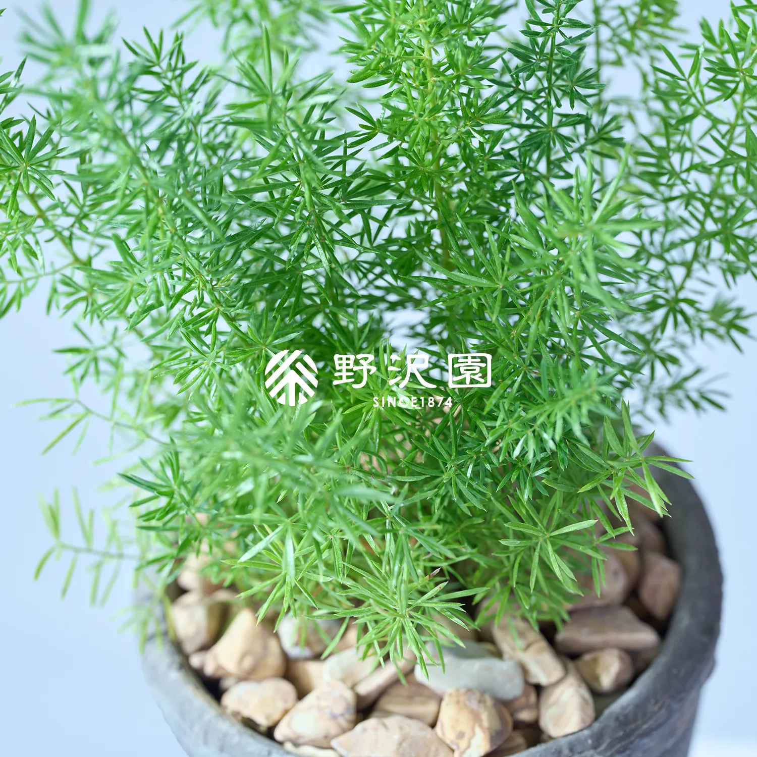 アスパラガス・メイリー