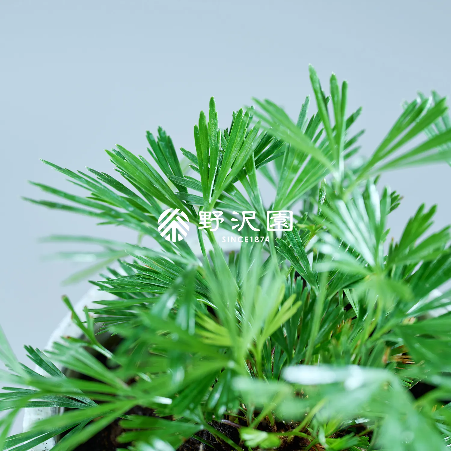 アクティニオプテリス・オーストラリス