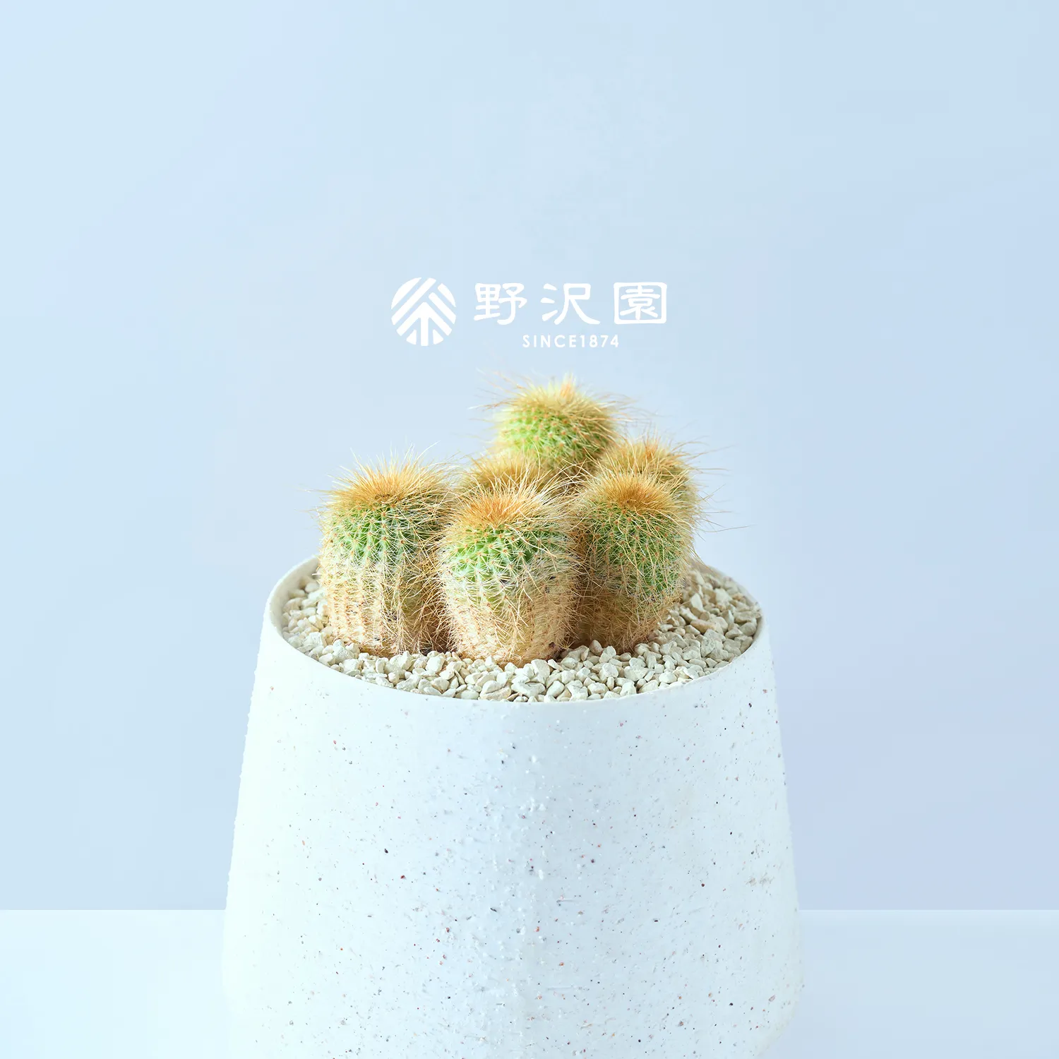 金晃丸（キンコウマル）