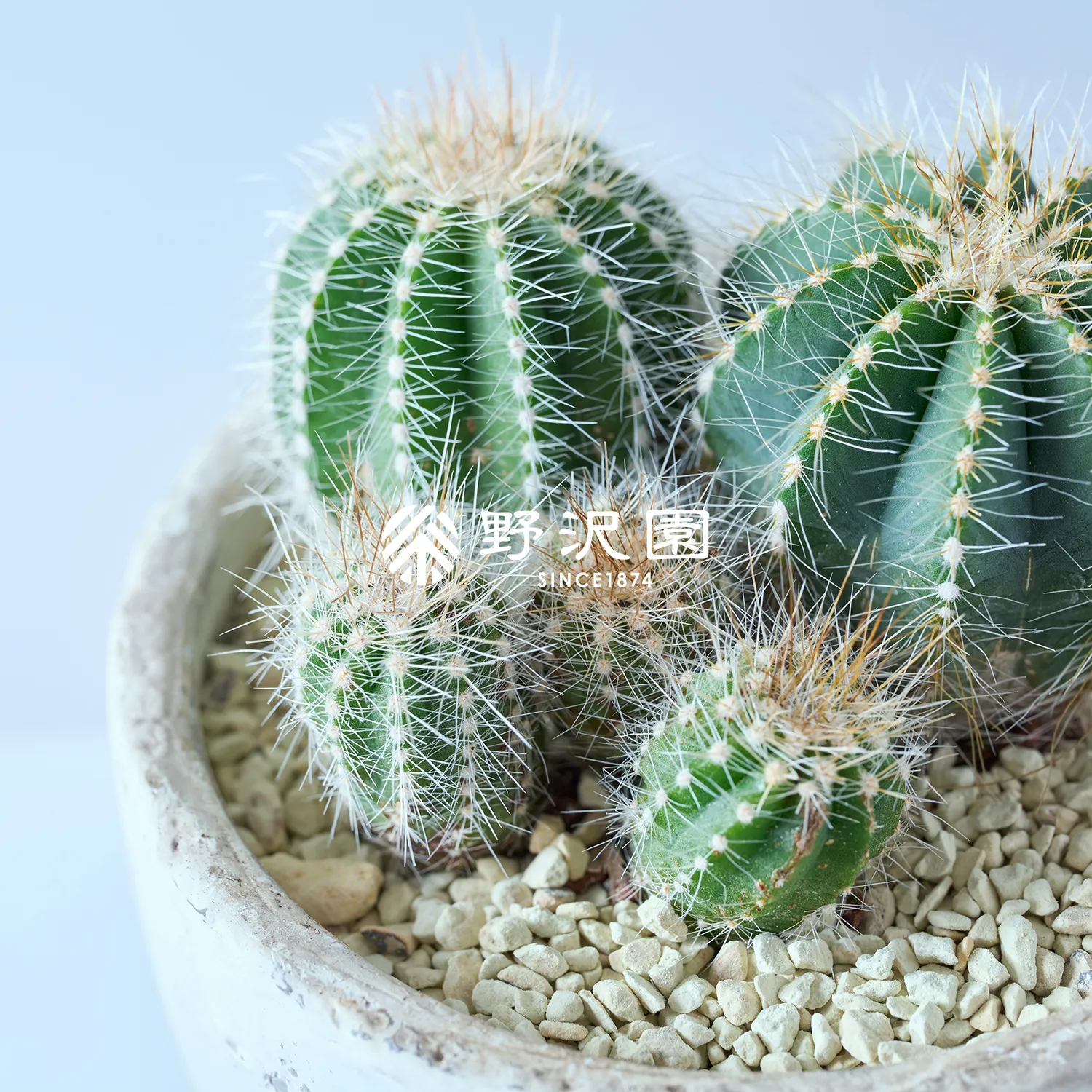 英冠丸（エイカンマル）