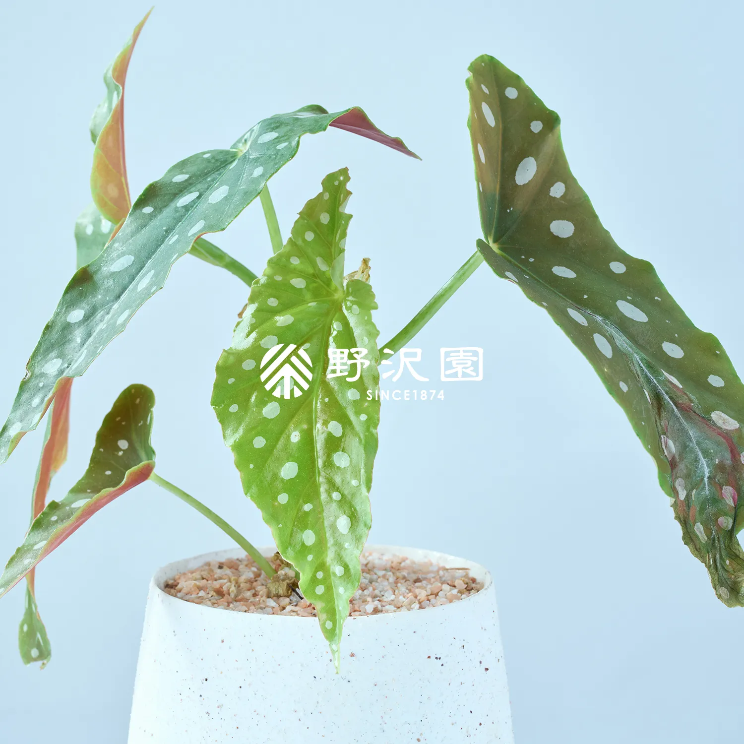 ベゴニア・マクラータ