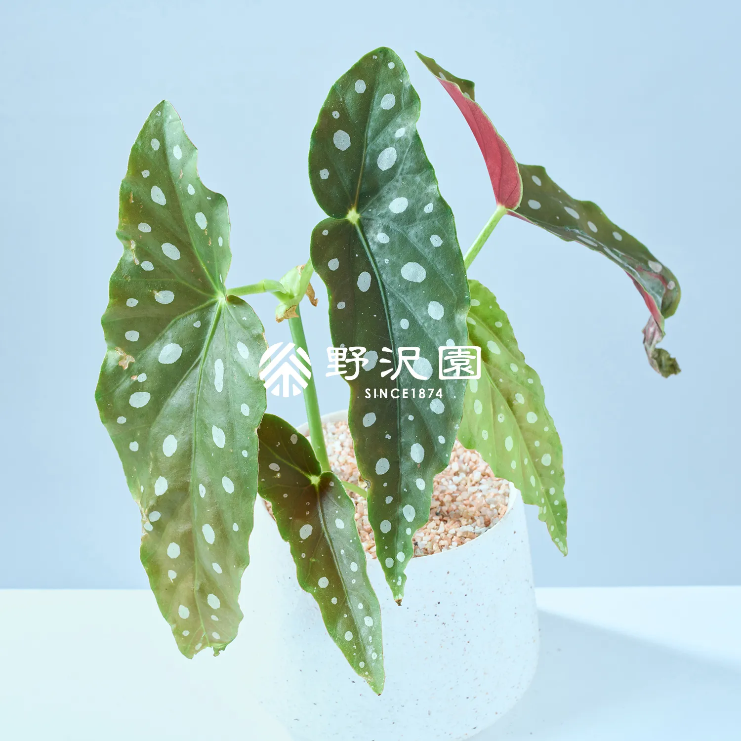 ベゴニア・マクラータ