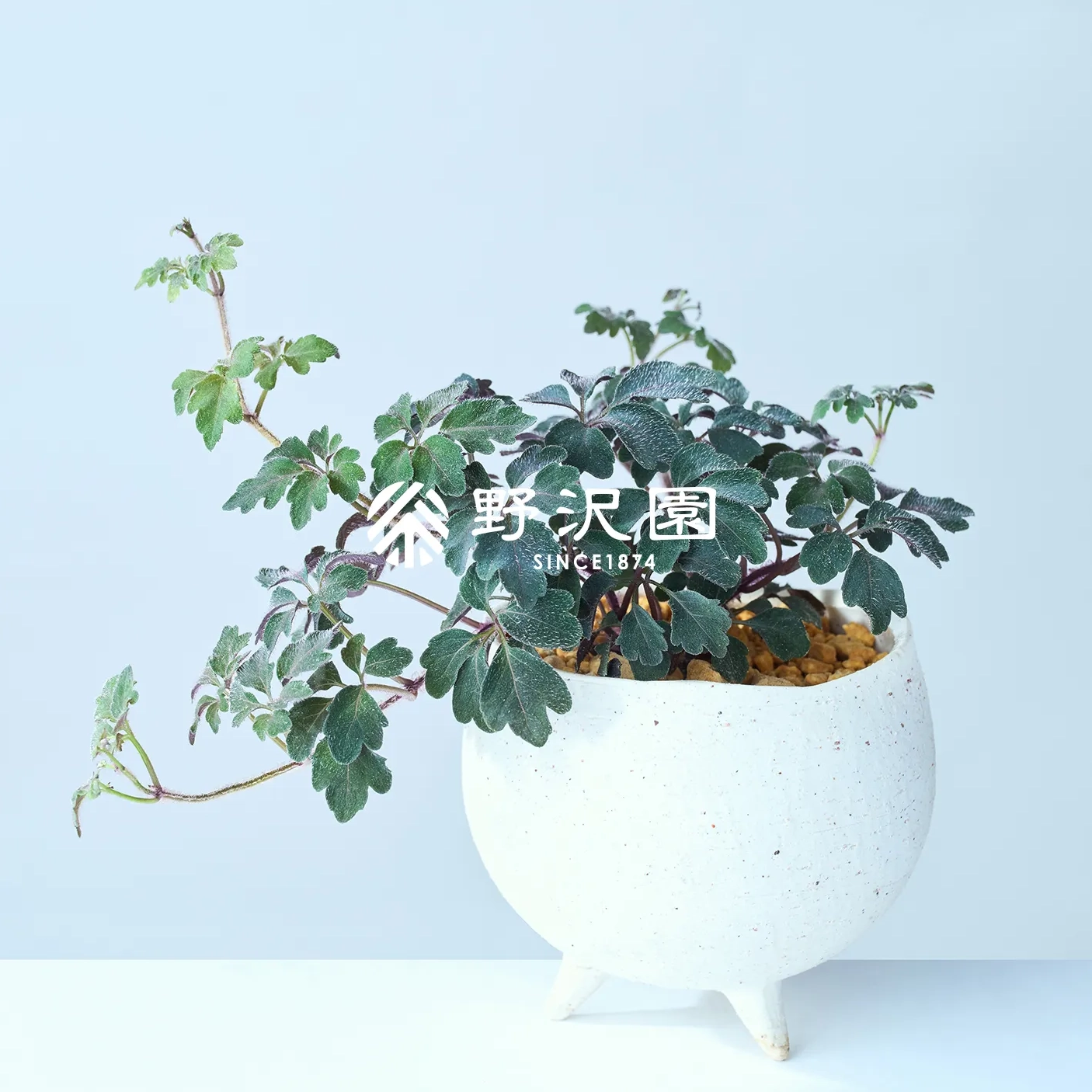 ミカニア・テルナタ