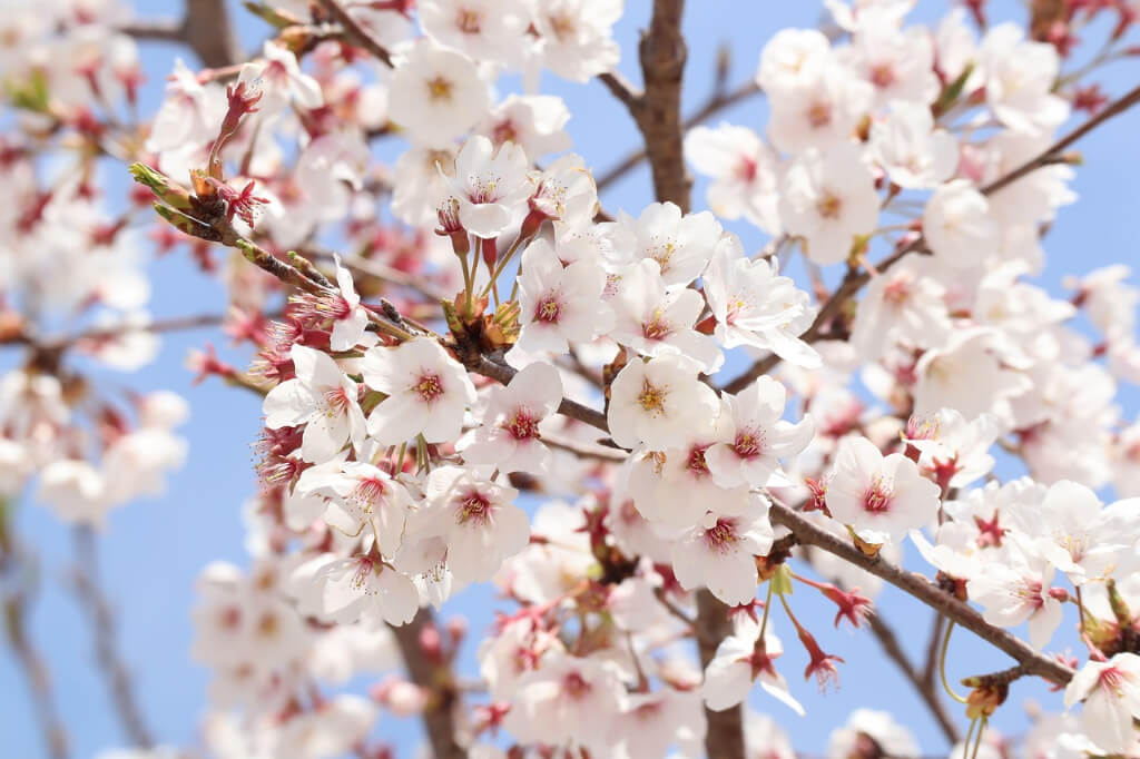 サクラの寿命はどのくらい？