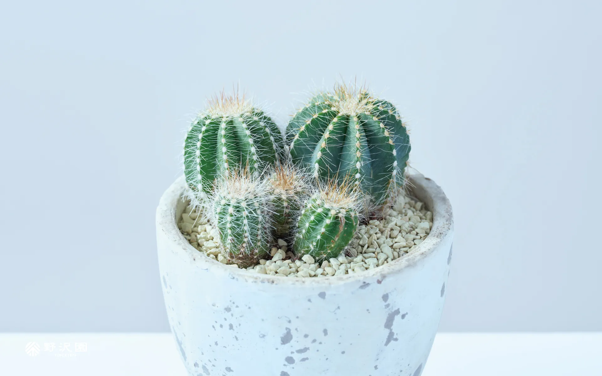 野沢園植物カレンダー2026年1月分