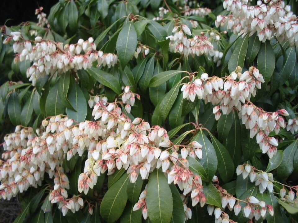 馬酔木について　野沢園ブログ