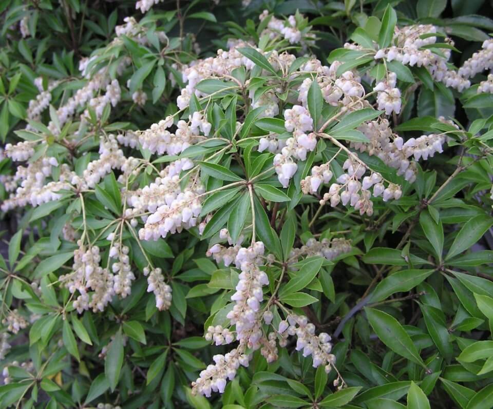 白色アセビの花　野沢園ブログ