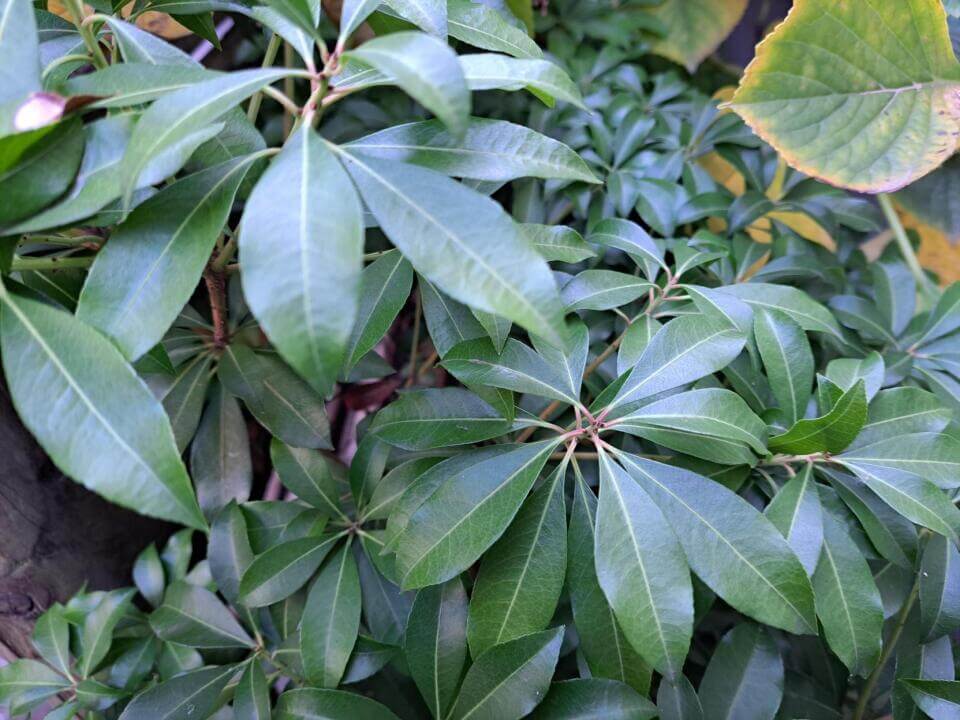 アセビの葉　野沢園ブログ