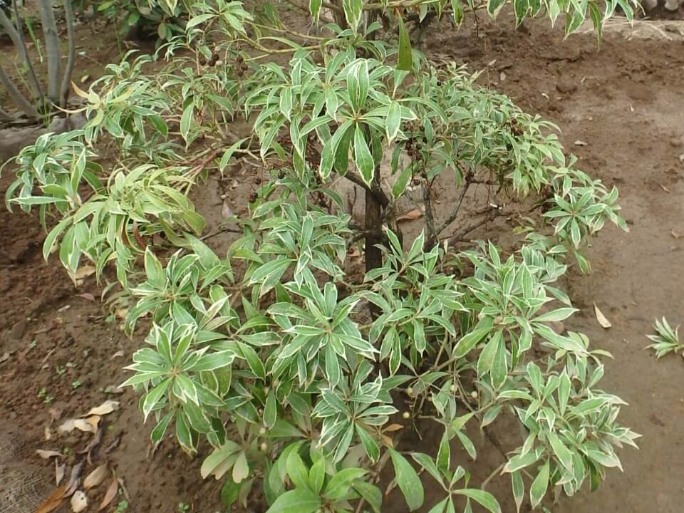 斑入りアセビ　野沢園ブログ