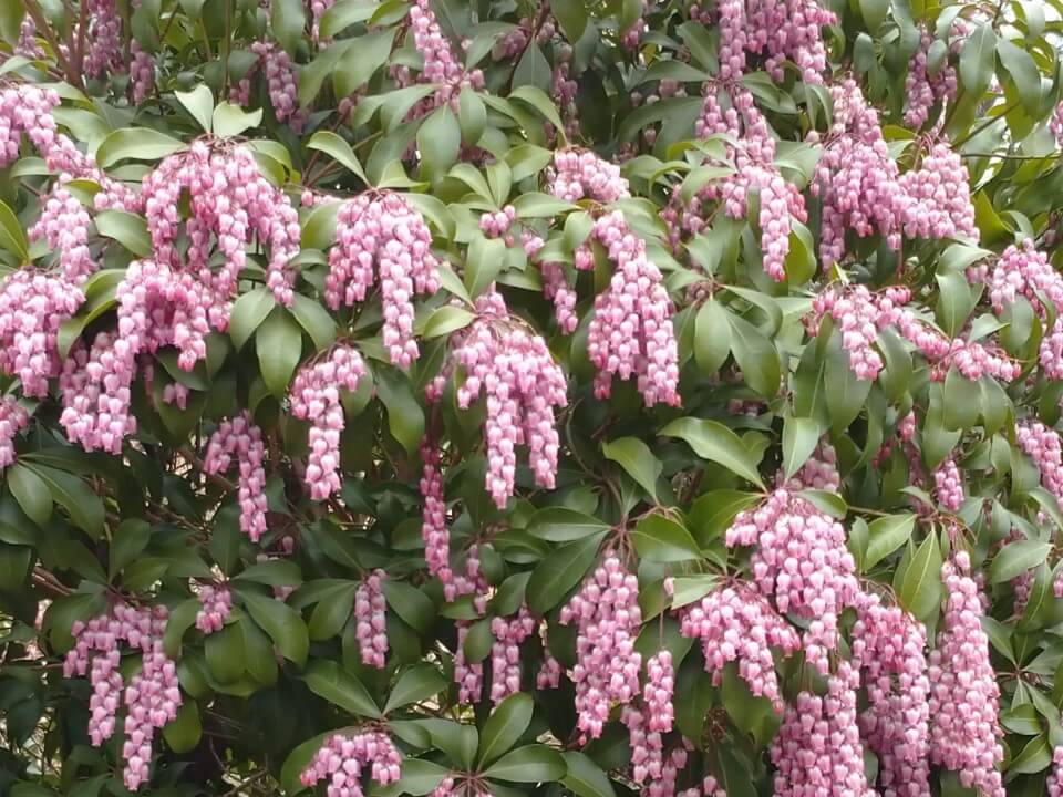 ベニバナアセビ　野沢園ブログ