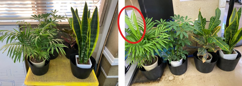 日光と蛍光灯の比較　一か月後