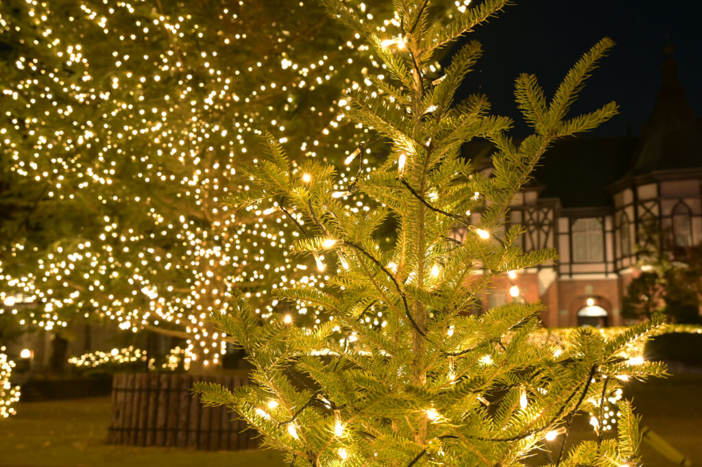 明治学院クリスマスツリー　野沢園造園施工事例
