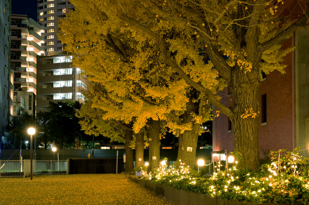 明治学院白金キャンパス　クリスマスイルミネーション　野沢園造園部施工事例