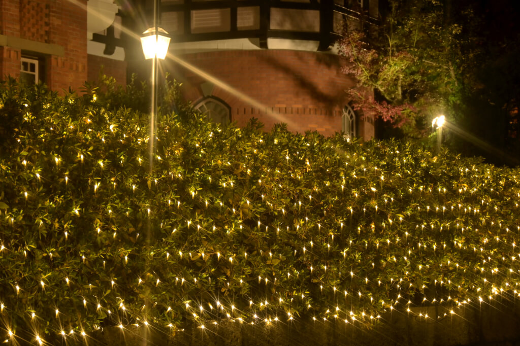 明治学院クリスマスイルミネーション　野沢園造園施工事例