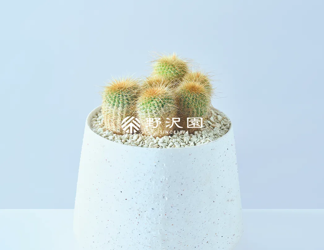 金晃丸（キンコウマル）